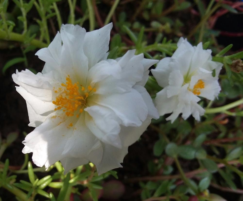Photo of Moss Rose (Portulaca grandiflora) uploaded by RoseA32