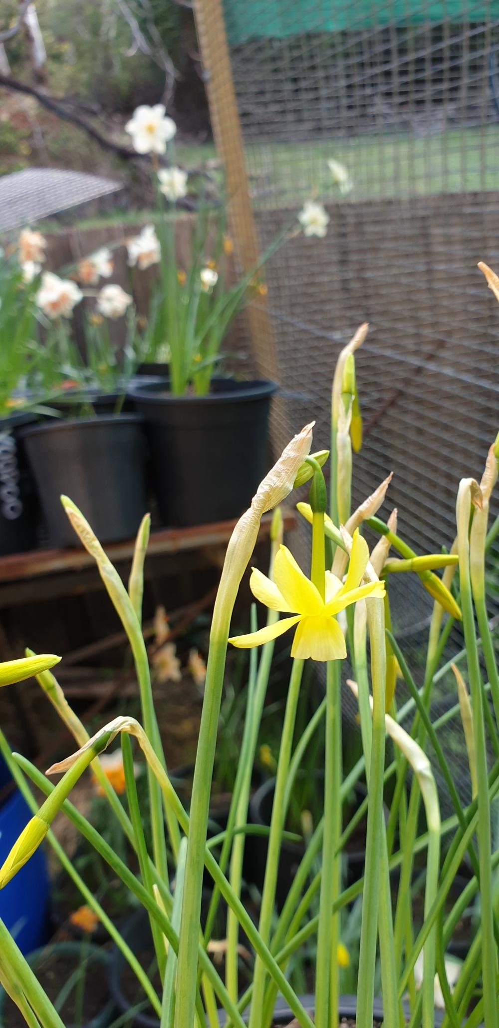 Photo of Triandrus Daffodil (Narcissus 'Hawera') uploaded by gwhizz