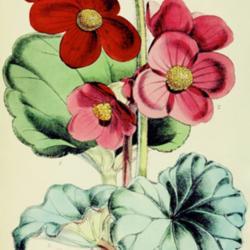 
Date: c. 1868
illustration from 'The Florist and Pomologist', 1868