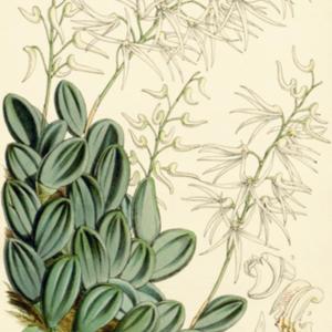 illustration by W. Fitch from 'Curtis's Botanical Magazine', 1861