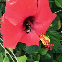 Location: San Clemente
Date: 2019-09-15
Happy Bee