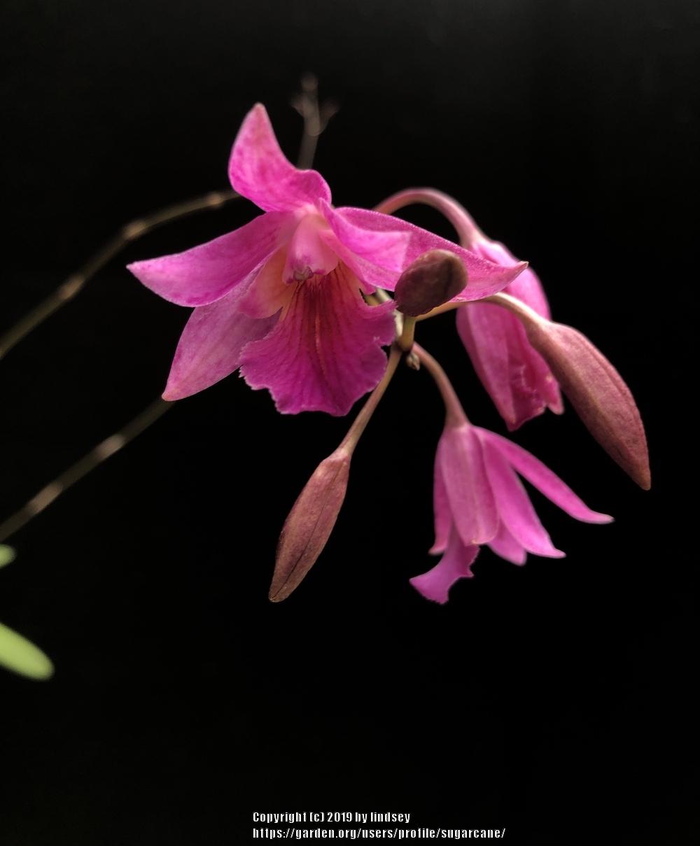Photo of Orchid (Psytonia x yumanensis) uploaded by sugarcane
