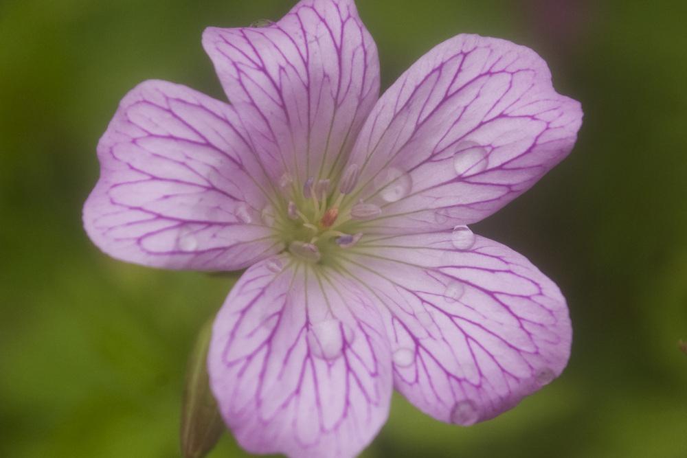 Photo of French Crane's-bill (Geranium 'Wargrave Pink') uploaded by AudreyDee