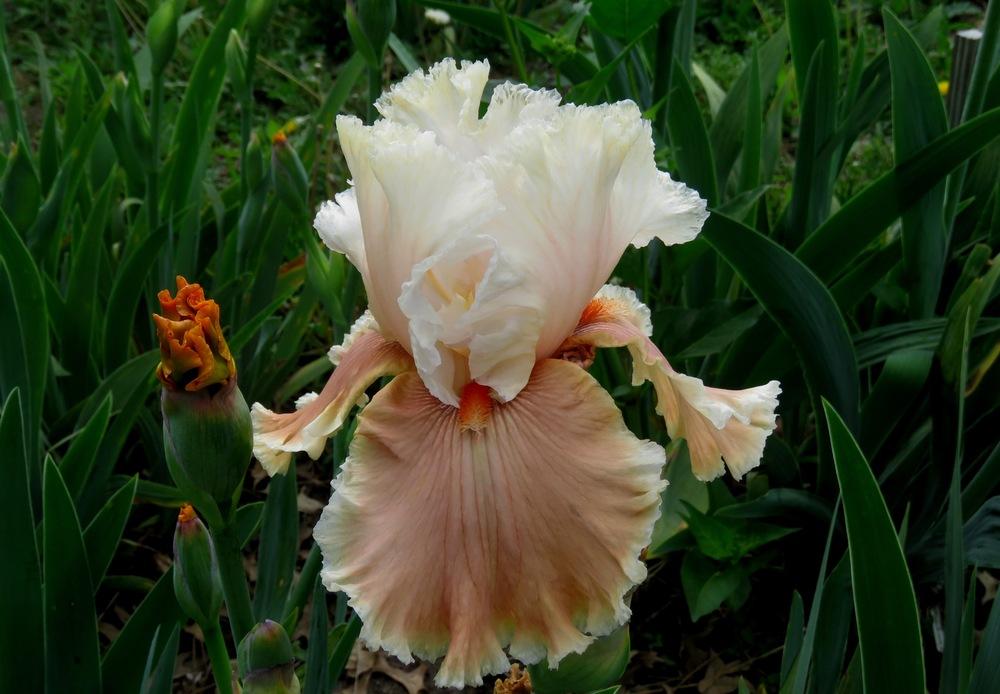 Photo of Tall Bearded Iris (Iris 'Gathering Light') uploaded by KentPfeiffer