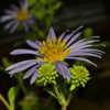 Showy Aster 002