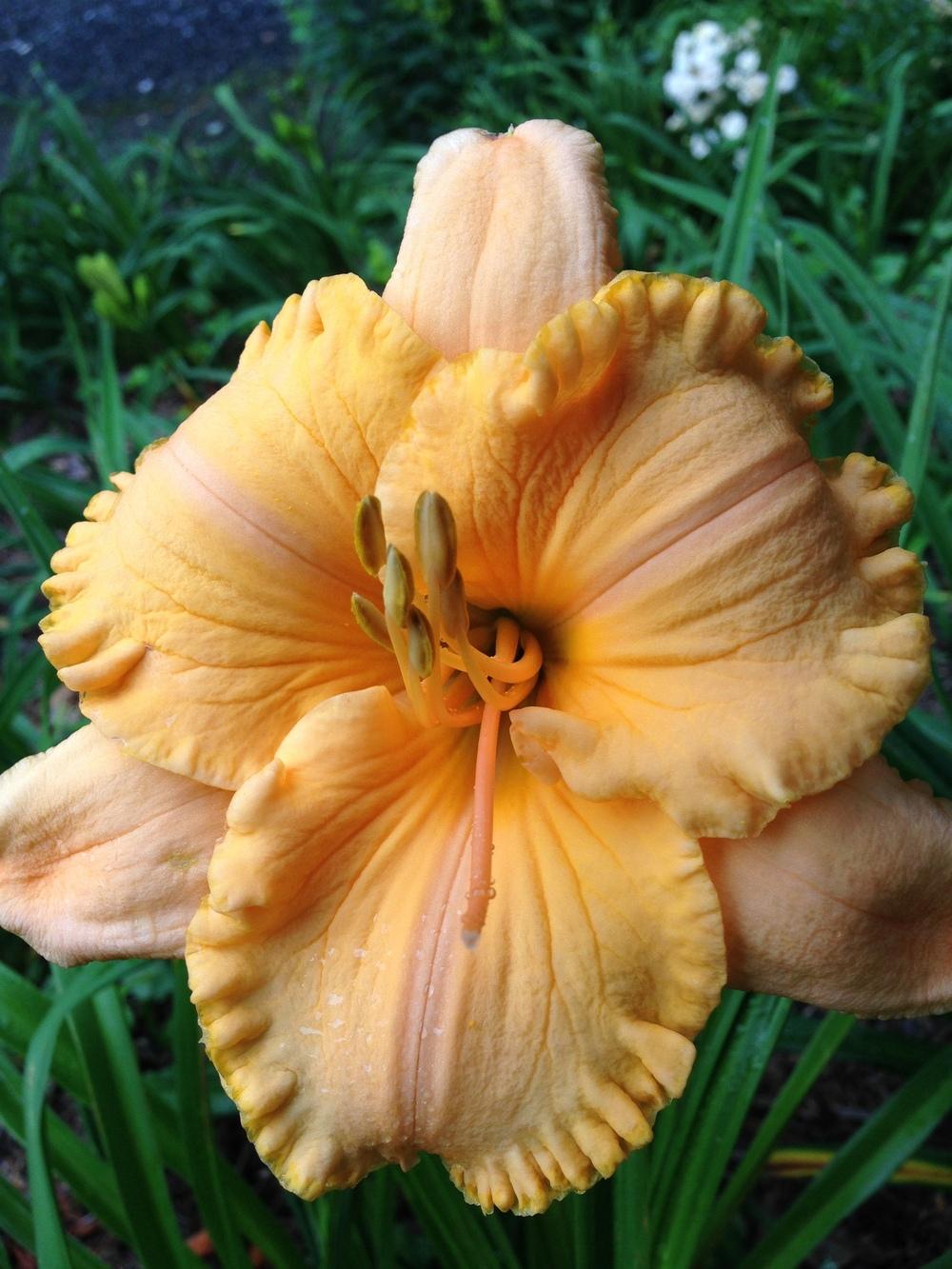 Photo of Daylily (Hemerocallis 'Pure and Simple') uploaded by hillbilly