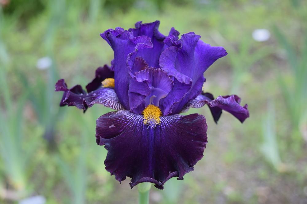 Photo of Tall Bearded Iris (Iris 'Crying Crawdead') uploaded by Dachsylady86