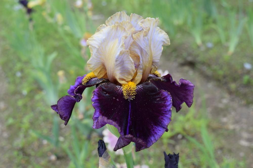 Photo of Tall Bearded Iris (Iris 'Dallas Done Right') uploaded by Dachsylady86