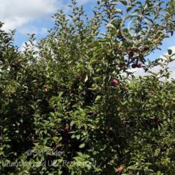 Location: Wiard's Orchards, Ypsilanti, MI
Date: 2014-10-05