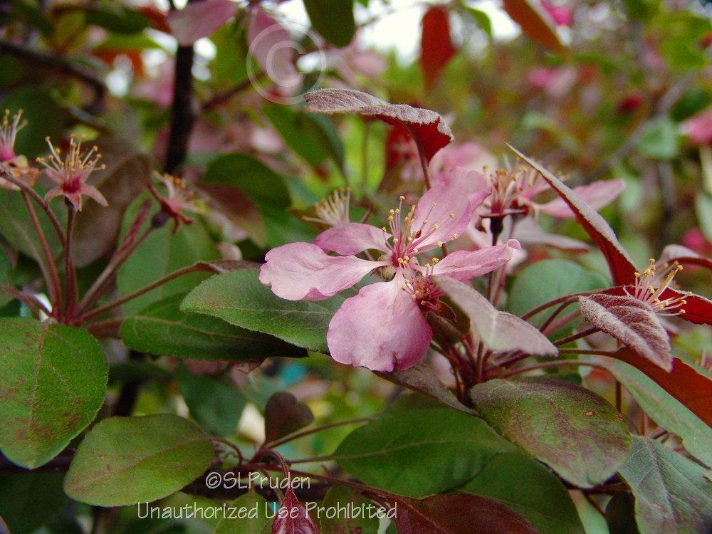 Photo of Flowering Crabapple (Malus x moerlandsii 'Profusion') uploaded by DaylilySLP