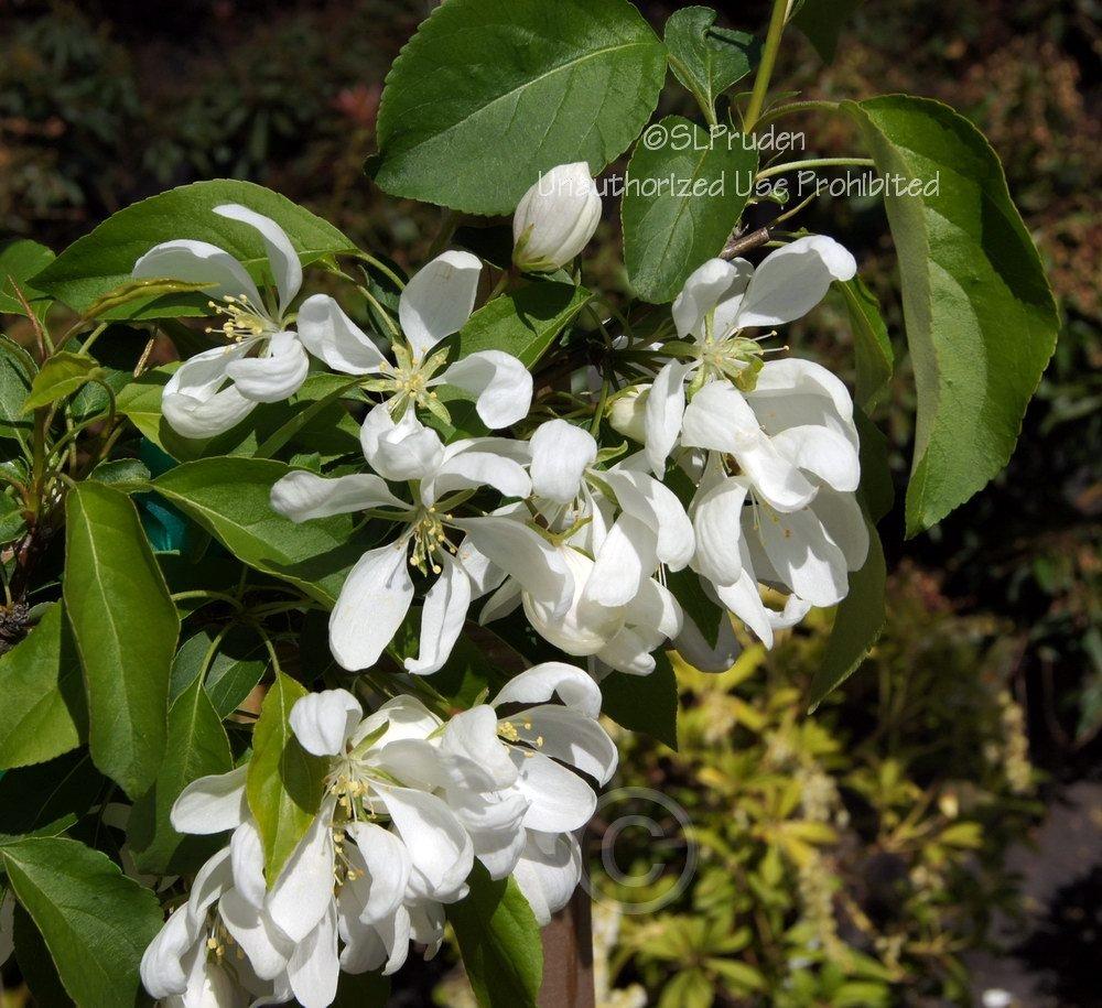 Photo of Flowering Crabapple (Malus 'Spring Snow') uploaded by DaylilySLP
