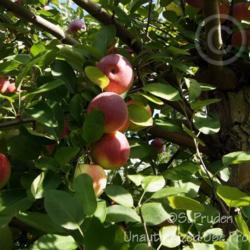Location: Wiard's Orchards, Ypsilanti, MI
Date: 2014-10-05