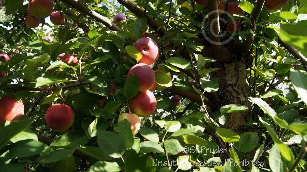 Photo of Apple (Malus domestica 'Empire') uploaded by DaylilySLP