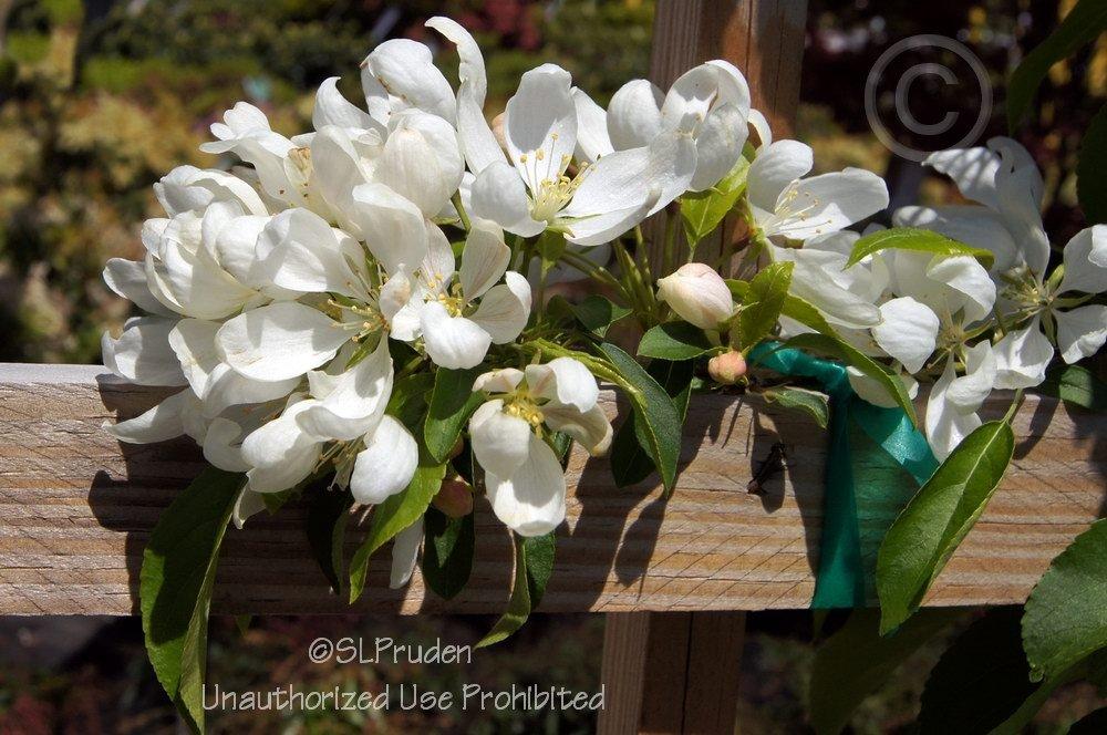 Photo of Flowering Crabapple (Malus 'Spring Snow') uploaded by DaylilySLP