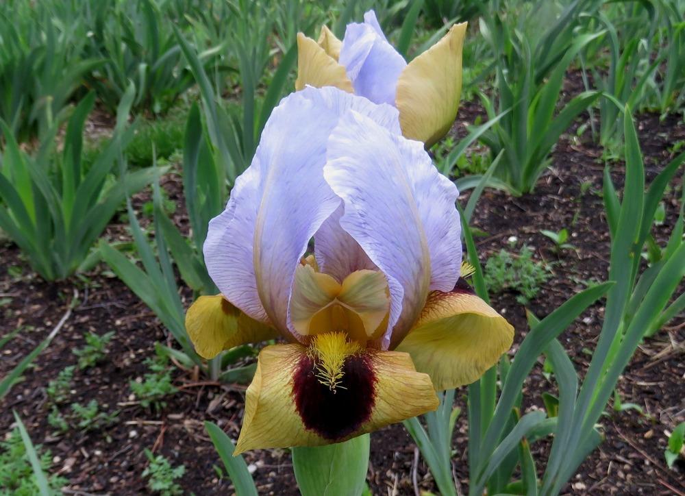 Photo of Arilbred Iris (Iris 'Silent Sentry') uploaded by KentPfeiffer