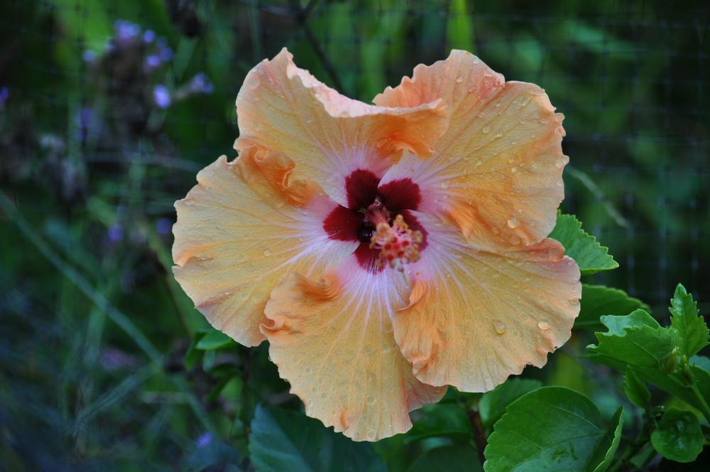Photo of Hibiscus uploaded by LewEm