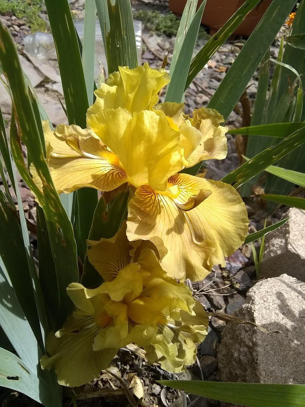 Photo of Tall Bearded Iris (Iris 'Poppa John') uploaded by olga_batalov