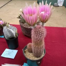 Location: San Diego, CA
Date: 2019-05-11
brag table plant, San Diego Cactus and Succulent Society, May 201