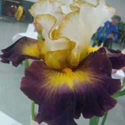 Location: San Diego, CA
Date: 2019-05-04
taken at the 2019 San Diego iris spring show and sale, lovely gol