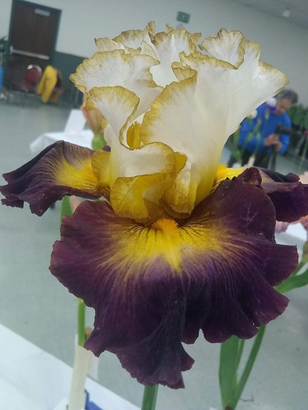 Photo of Tall Bearded Iris (Iris 'Superhero') uploaded by olga_batalov