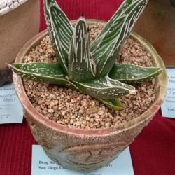 Location: San Diego, CA
Date: 2018-08-11
brag table plant, San Diego Cactus and Succulent Society, August 