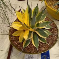 Location: San Diego, CA
Date: 2019-06-29
sectoral variegated form, taken at 2019 CSSA show