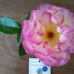 Location: San Diego, CA
Date: 2019-05-12
received best of section - fully open rose, Walter Andersen Nurse