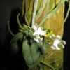 alba form, small dainty flowers that do not last long but smell o