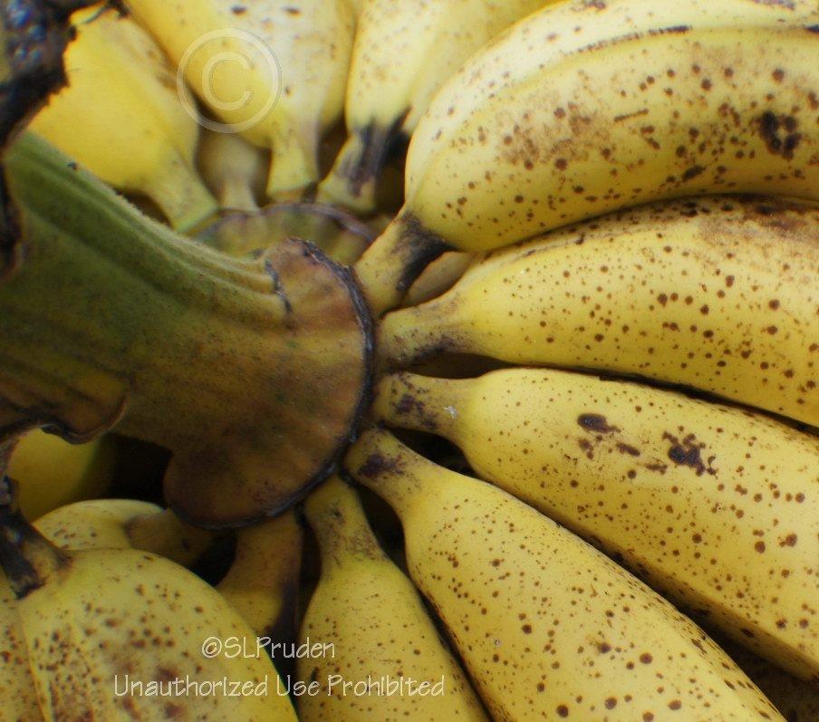 Photo of Cavendish Banana (Musa acuminata 'Dwarf Cavendish') uploaded by DaylilySLP