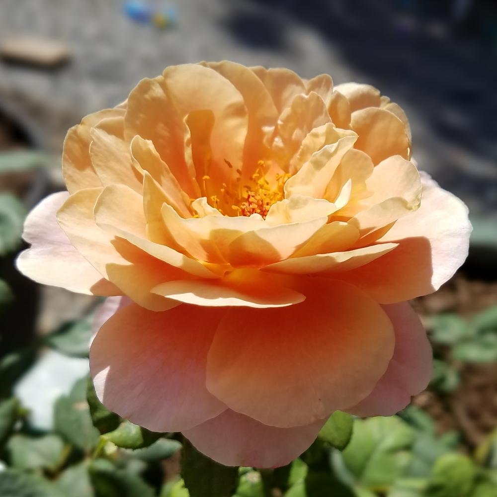 Photo of Rose (Rosa 'Distant Drums') uploaded by OrganicJen