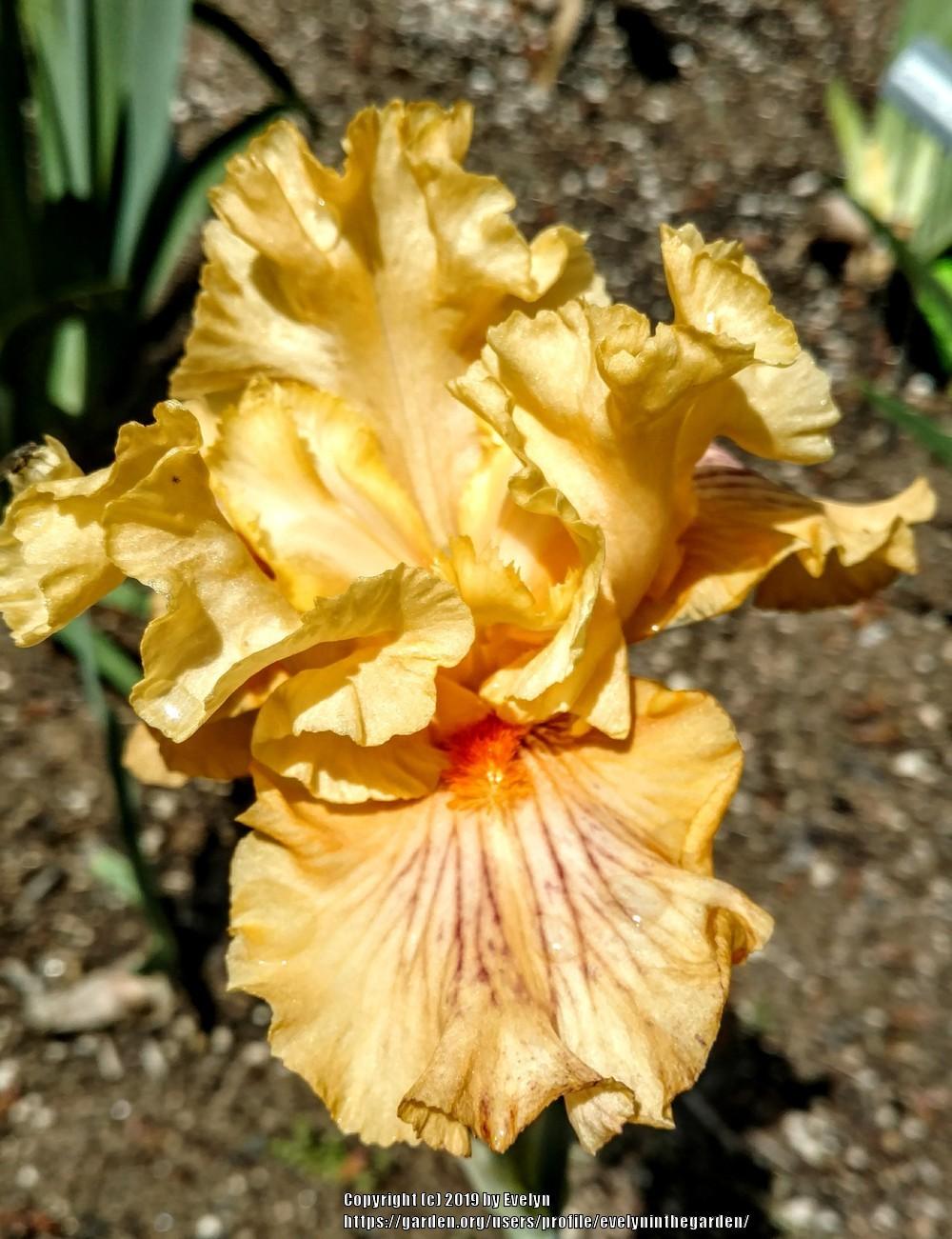 Photo of Tall Bearded Iris (Iris 'Sammie's Jammies') uploaded by evelyninthegarden