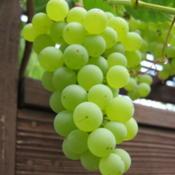 Himrod grapes (2013 harvest)