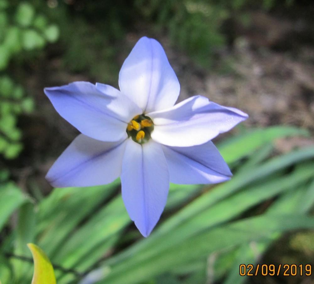 Photo of Spring Starflower (Ipheion uniflorum) uploaded by yowie