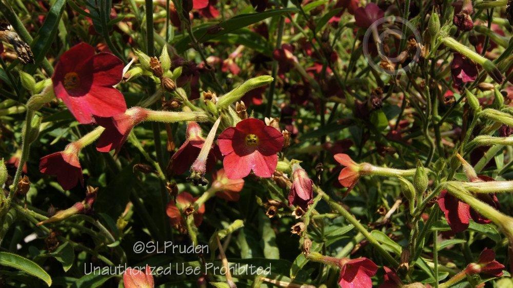Photo of Flowering Tobacco (Nicotiana x sanderae 'Baby Bella') uploaded by DaylilySLP