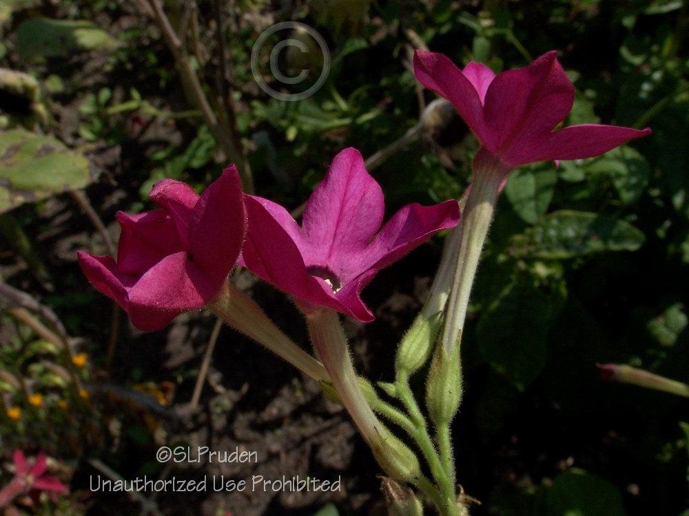 Photo of Flowering Tobacco (Nicotiana x sanderae 'Crimson Bedder') uploaded by DaylilySLP