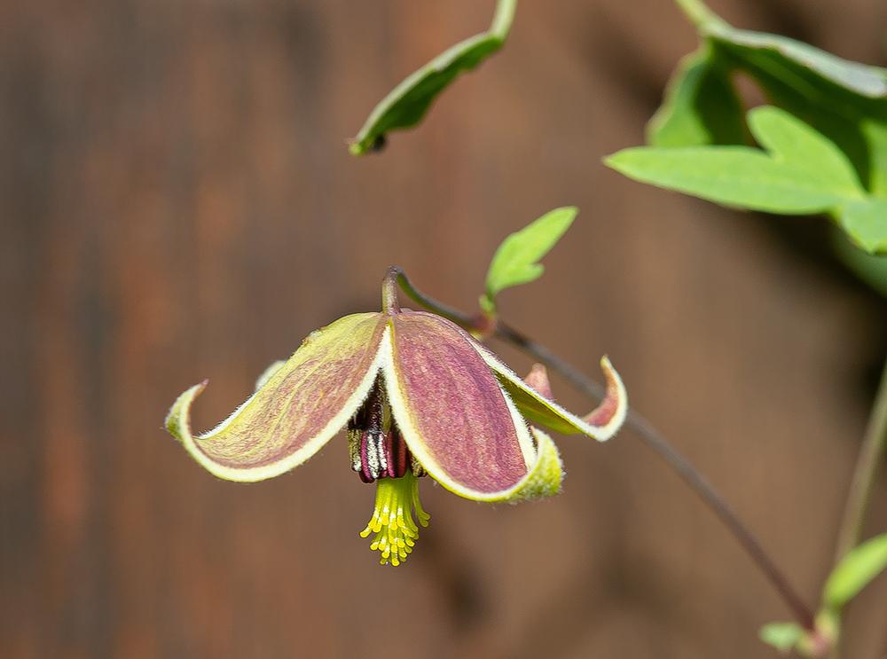 Photo of Clematis (Clematis tangutica My Angel®) uploaded by KatEnns
