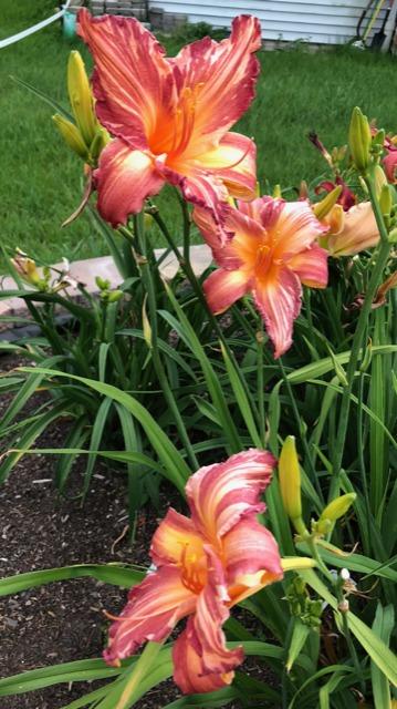 Photo of Daylily (Hemerocallis 'Pink Stripes') uploaded by LovinFlowers