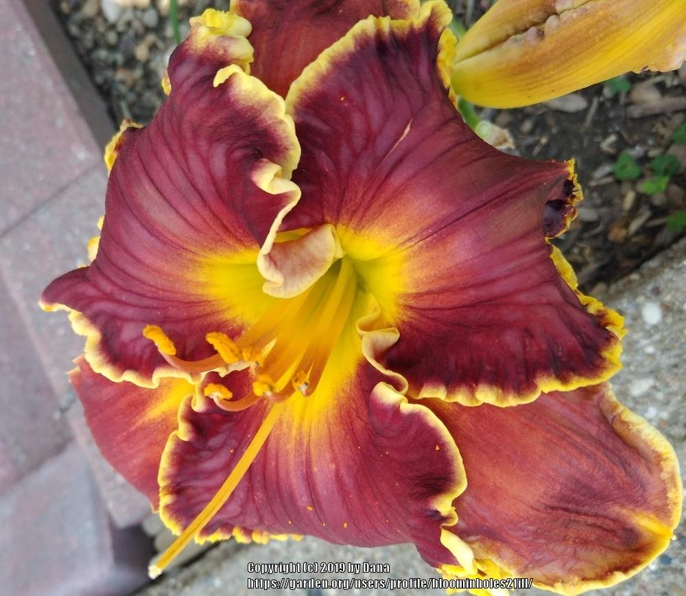 Photo of Daylily (Hemerocallis 'Blessings Beyond Measure') uploaded by bloominholes2fill