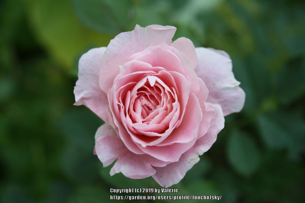 Photo of Rose (Rosa 'Morden Blush') uploaded by touchofsky