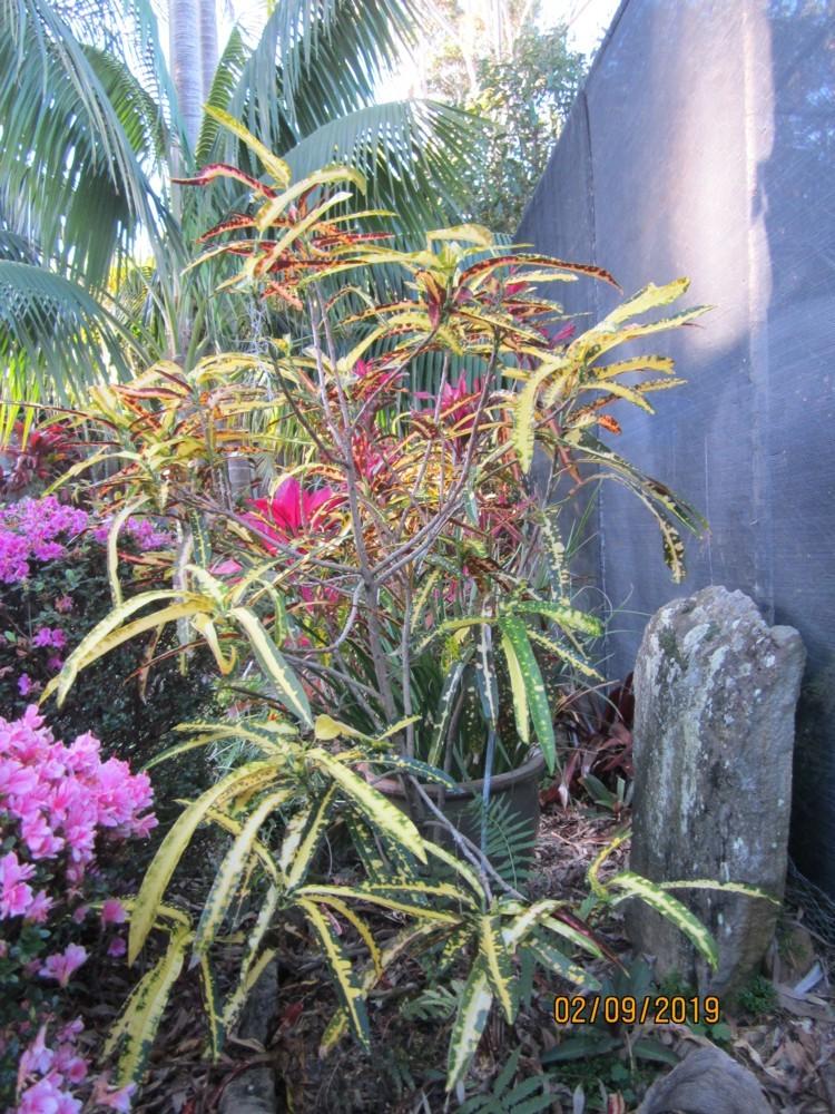 Photo of Croton (Codiaeum variegatum 'Pictum') uploaded by yowie