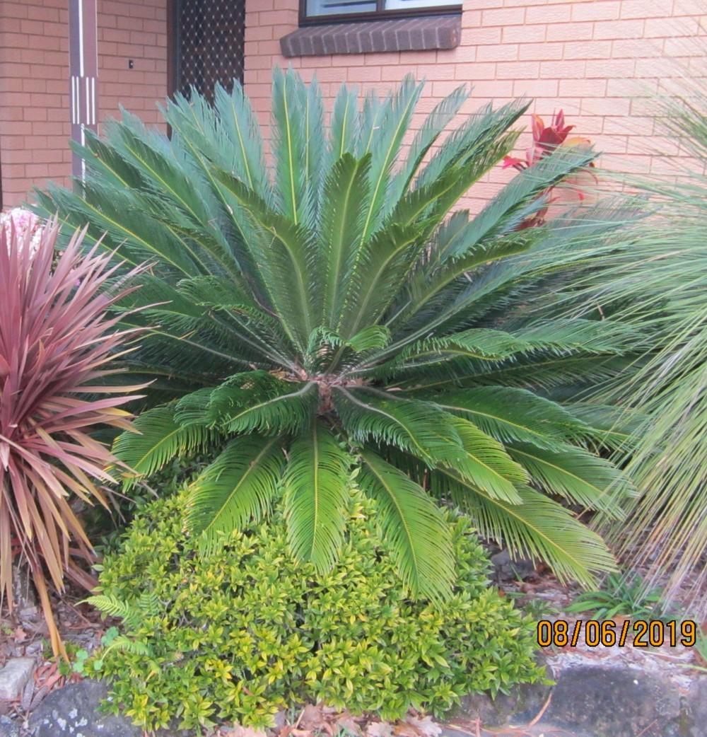 Photo of Sago Palm (Cycas revoluta) uploaded by yowie