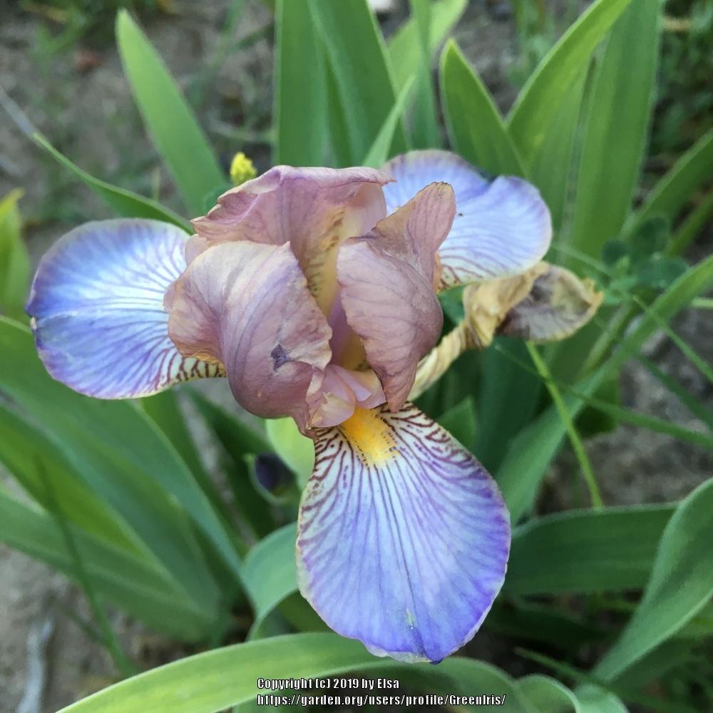 Photo of Miniature Tall Bearded Iris (Iris 'Bangles') uploaded by GreenIris