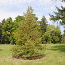 Location: Morton Arboretum in Lisle, Illinois
Date: 2019-09-17
young tree planted in conifer collection