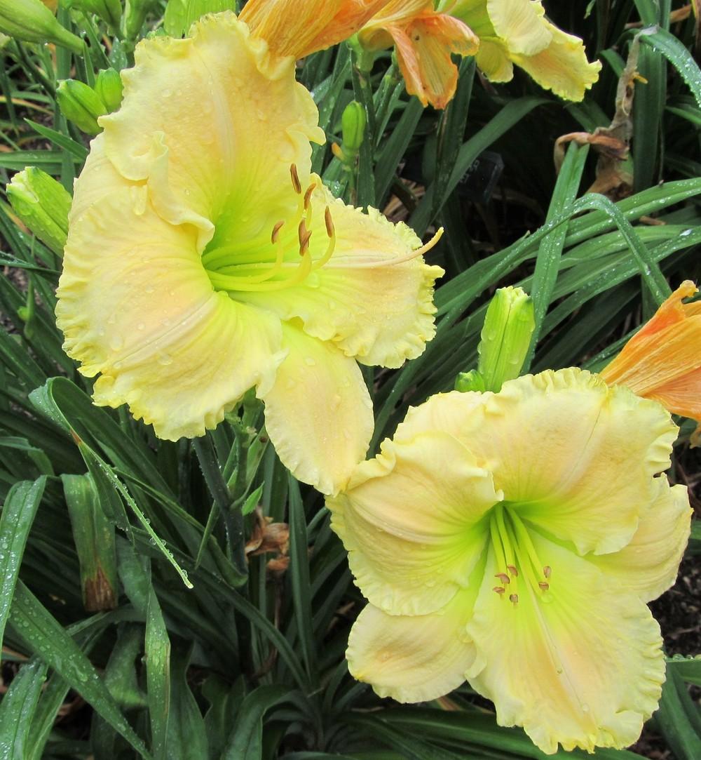 Photo of Daylily (Hemerocallis 'Finder's Delight') uploaded by Sscape