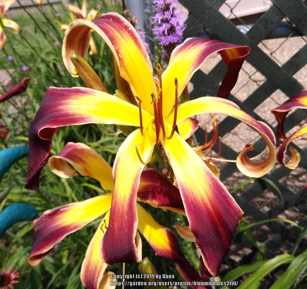 Photo of Daylily (Hemerocallis 'Helix') uploaded by bloominholes2fill