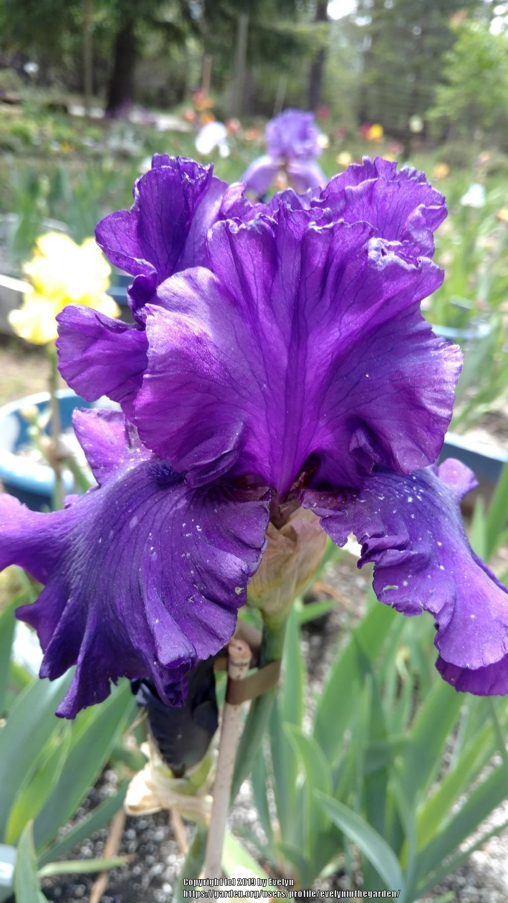 Photo of Tall Bearded Iris (Iris 'Royalty Remembered') uploaded by evelyninthegarden