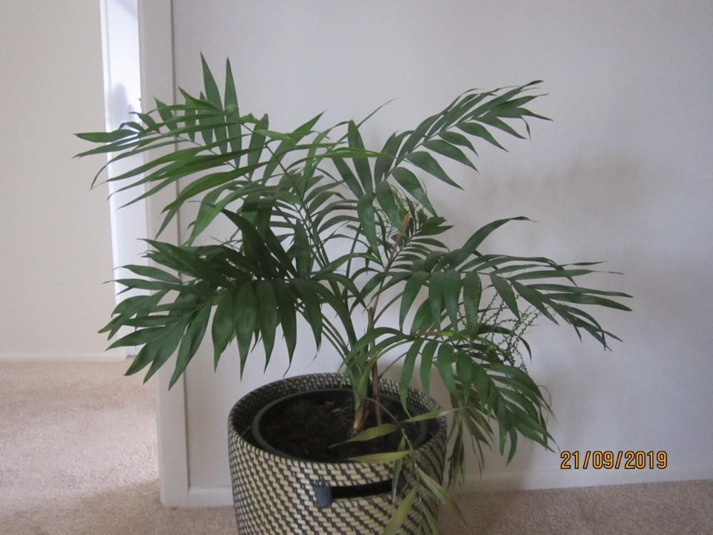 Photo of Parlor Palm (Chamaedorea elegans) uploaded by yowie