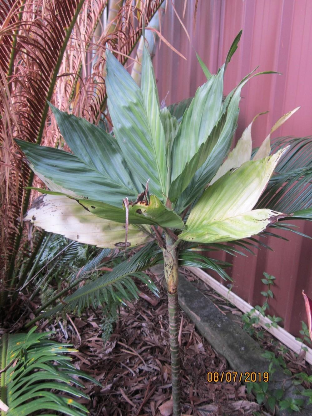 Photo of Metallic Palm (Chamaedorea metallica) uploaded by yowie