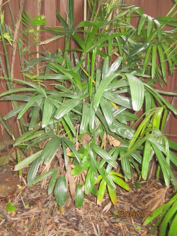 Photo of Lady Palm (Rhapis excelsa) uploaded by yowie