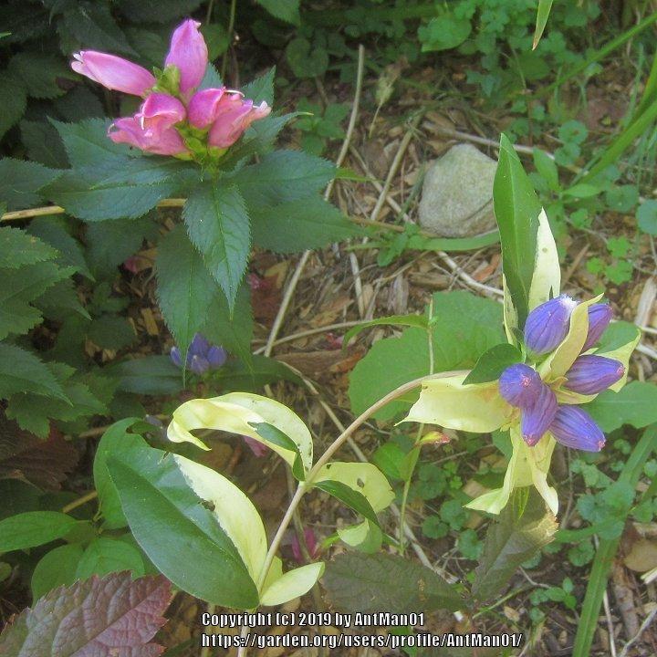 Photo of Closed Gentian (Gentiana andrewsii) uploaded by AntMan01